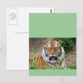 Tiger Smile Briefkaart (Voorkant / Achterkant)