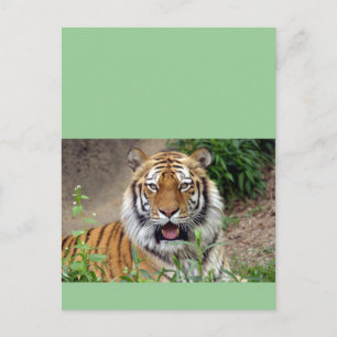 Tiger Smile Briefkaart