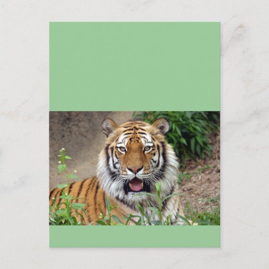 Tiger Smile Briefkaart (Voorkant)