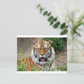 Tiger Smile Briefkaart (Staand voorkant)
