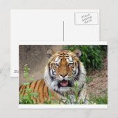 Tiger Smile Briefkaart (Voorkant / Achterkant)