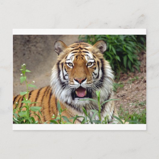 Tiger Smile Briefkaart (Voorkant)