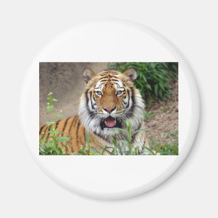 Tiger Smile Magneet