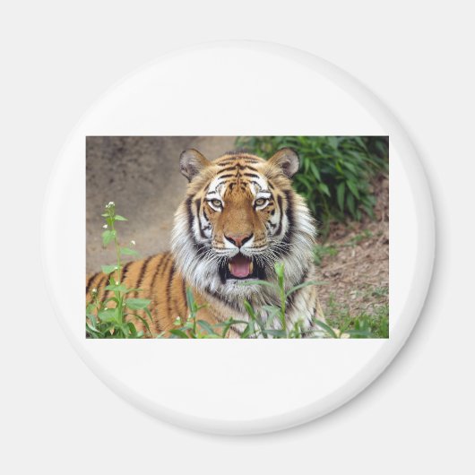 Tiger Smile Magneet (Voorkant)