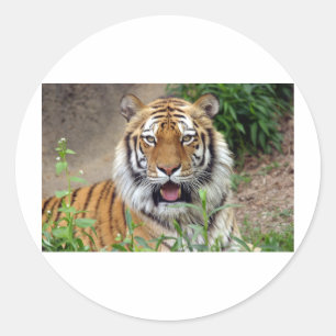 Tiger Smile Ronde Sticker