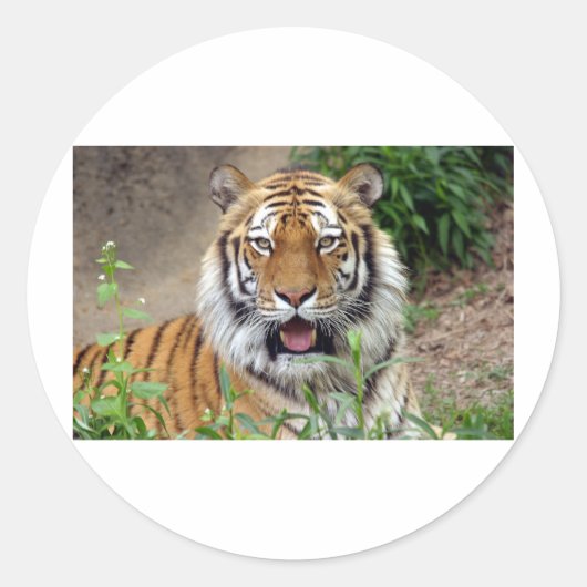 Tiger Smile Ronde Sticker (Voorkant)