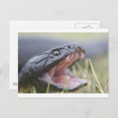 Tiger Snake Briefkaart (Voorkant / Achterkant)