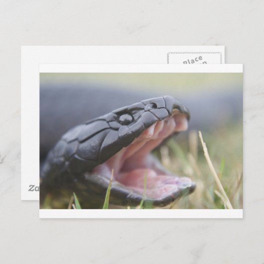 Tiger Snake Briefkaart (Voorkant / Achterkant)