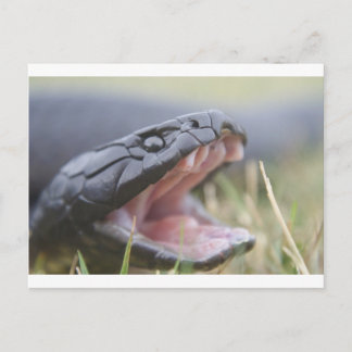 Tiger Snake Briefkaart