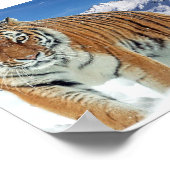 Tiger Snow Mountains Winter Foto Natuur Poster (Hoek)