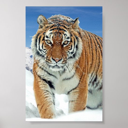 Tiger Snow Mountains Winter Foto Natuur Poster (Voorkant)