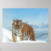 Tiger Snow Mountains Winter Natuur Foto afdrukken Poster (Voorkant)