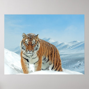 Tiger Snow Mountains Winter Natuur Foto afdrukken Poster