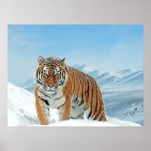 Tiger Snow Mountains Winter Natuur Foto afdrukken Poster (Voorkant)