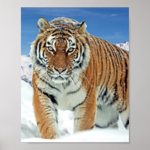 Tiger Snow Mountains Winter Natuur Foto Poster