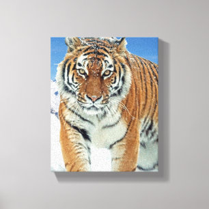 Tiger Snow Mountains Winter Natuur Photo Canvas