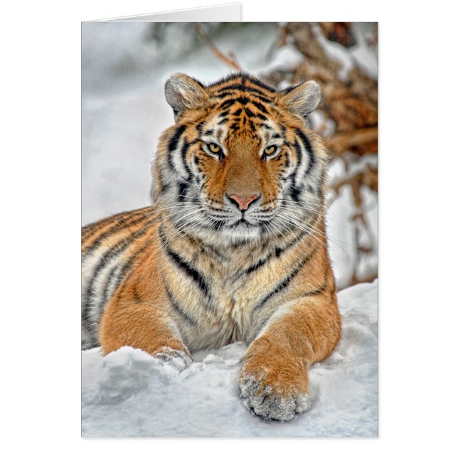 Tiger Snow Portrait (Voorkant)