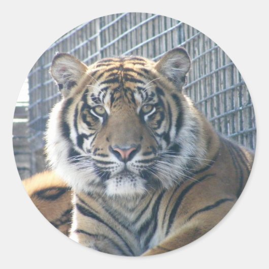 Tiger Sticker (Voorkant)