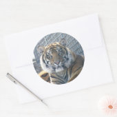 Tiger Sticker (Envelop)