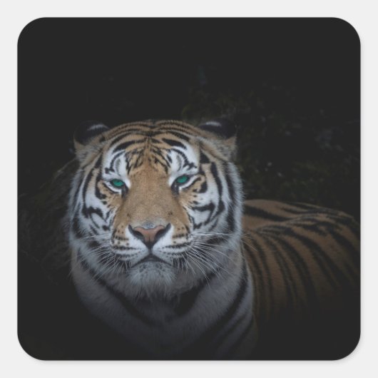 Tiger Sticker (Voorkant)
