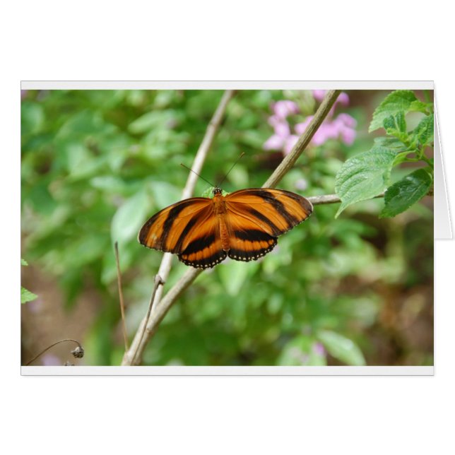 Tiger Stripe Butterfly (Voorkant Horizontaal)