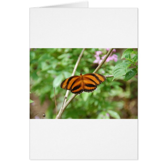 Tiger Stripe Butterfly (Voorkant)