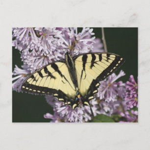 Tiger Swallowtail Briefkaart