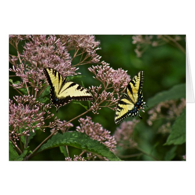 Tiger Swallowtail Butterflies over Joe Pye Weed (Voorkant Horizontaal)