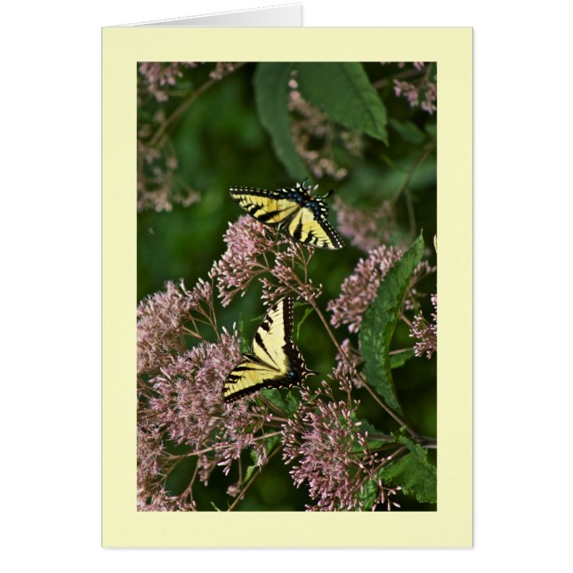 Tiger Swallowtail Butterflies over Joe Pye Weed (Voorkant)