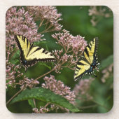 Tiger Swallowtail Butterflies over Joe Pye Weed Bier Onderzetter (Voorkant)