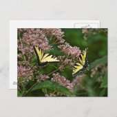 Tiger Swallowtail Butterflies over Joe Pye Weed Briefkaart (Voorkant / Achterkant)