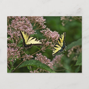 Tiger Swallowtail Butterflies over Joe Pye Weed Briefkaart