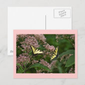 Tiger Swallowtail Butterflies over Joe Pye Weed Briefkaart (Voorkant / Achterkant)