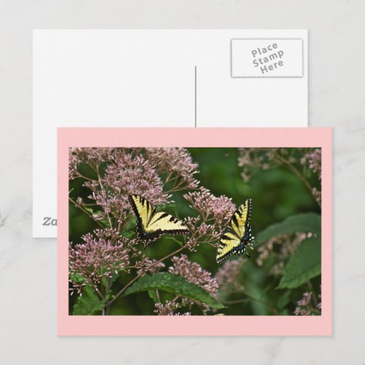 Tiger Swallowtail Butterflies over Joe Pye Weed Briefkaart (Voorkant / Achterkant)
