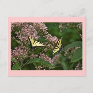 Tiger Swallowtail Butterflies over Joe Pye Weed Briefkaart