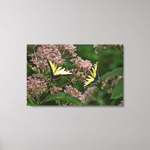 Tiger Swallowtail Butterflies over Joe Pye Weed Canvas Afdruk
