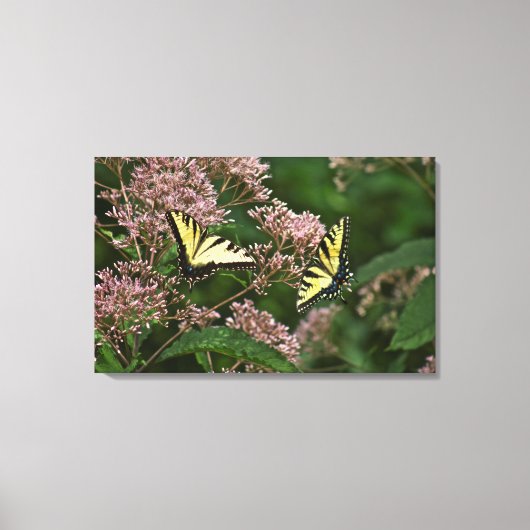 Tiger Swallowtail Butterflies over Joe Pye Weed Canvas Afdruk (Voorkant)