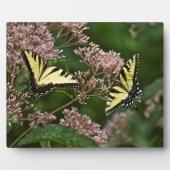 Tiger Swallowtail Butterflies over Joe Pye Weed Fotoplaat (Voorkant)