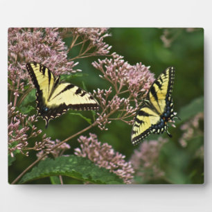 Tiger Swallowtail Butterflies over Joe Pye Weed Fotoplaat