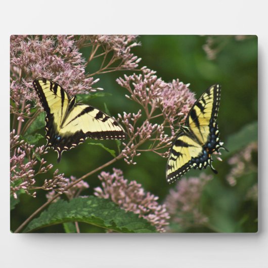 Tiger Swallowtail Butterflies over Joe Pye Weed Fotoplaat (Voorkant)