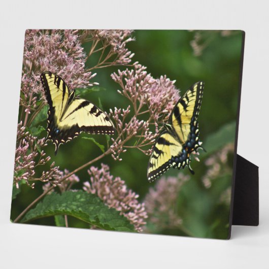 Tiger Swallowtail Butterflies over Joe Pye Weed Fotoplaat (Zijkant)
