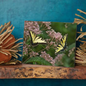Tiger Swallowtail Butterflies over Joe Pye Weed Fotoplaat (Zijkant)
