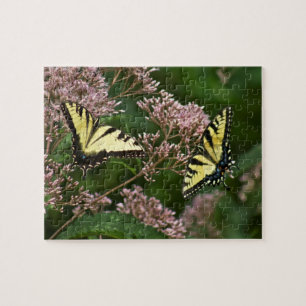 Tiger Swallowtail Butterflies over Joe Pye Weed Legpuzzel