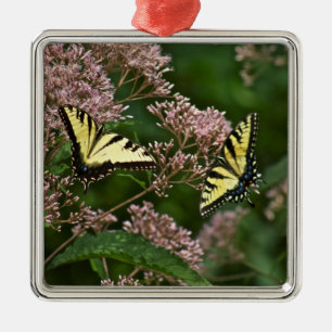 Tiger Swallowtail Butterflies over Joe Pye Weed Metalen Ornament