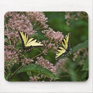 Tiger Swallowtail Butterflies over Joe Pye Weed Muismat