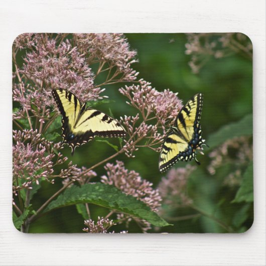Tiger Swallowtail Butterflies over Joe Pye Weed Muismat (Voorkant)