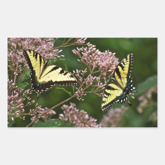 Tiger Swallowtail Butterflies over Joe Pye Weed Rechthoekige Sticker (Voorkant)