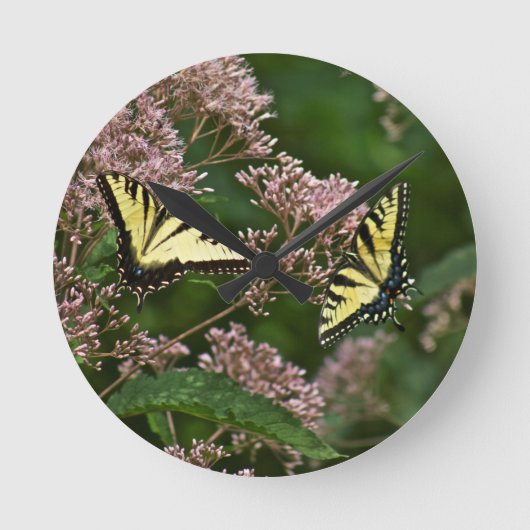 Tiger Swallowtail Butterflies over Joe Pye Weed Ronde Klok (Voorkant)