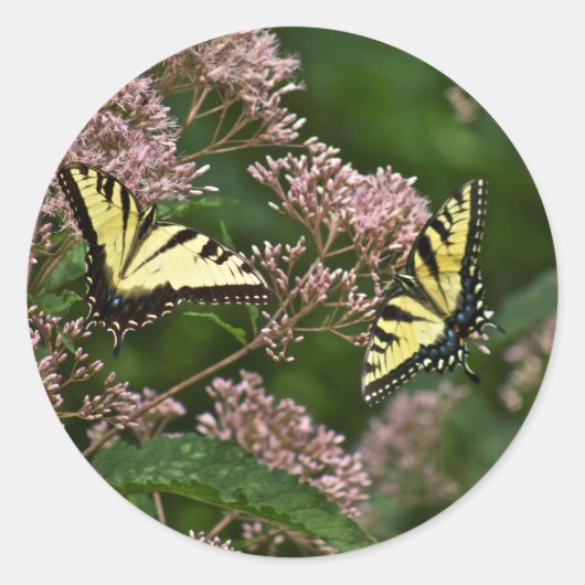 Tiger Swallowtail Butterflies over Joe Pye Weed Ronde Sticker (Voorkant)