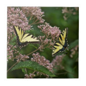 Tiger Swallowtail Butterflies over Joe Pye Weed Tegeltje (Voorkant)